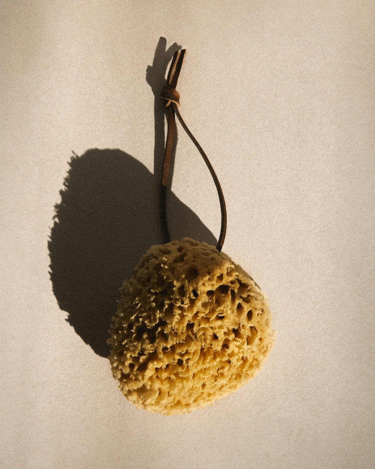 the sea sponges