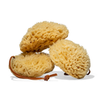 Premium Sea Sponge