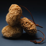 sea sponge