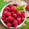 Organic Red Raspberry Seed Oil