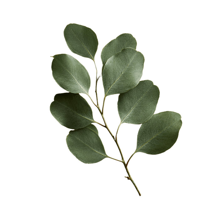 Eucalyptus
